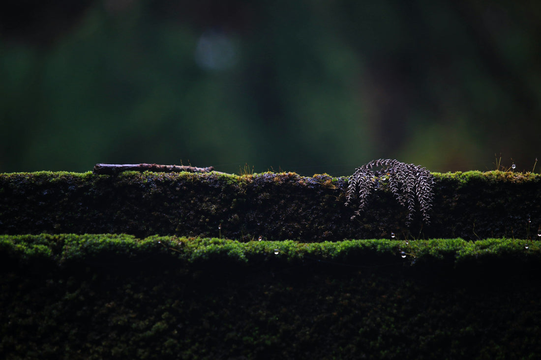 Moss-covered forest in Yakushima, Kyushu, Japan, for a luxury nature and onsen travel guide