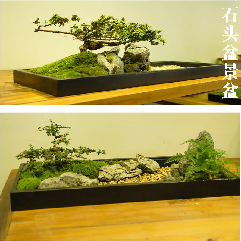 Styled bonsai and moss landscape in long natural stone tray