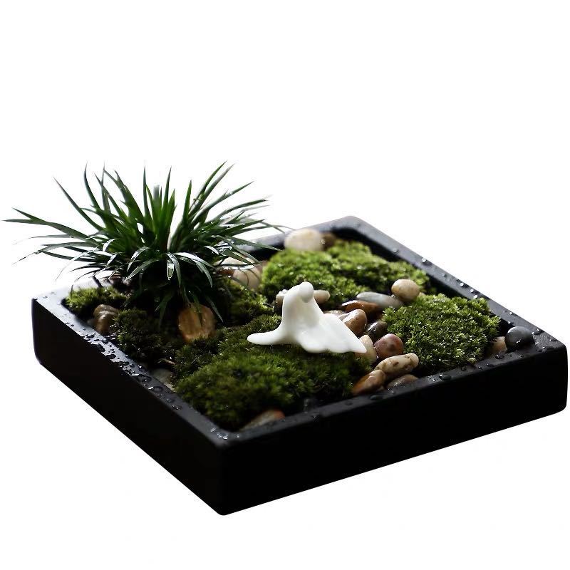 Compact black stone moss and ornamental grass Zen micro landscape garden