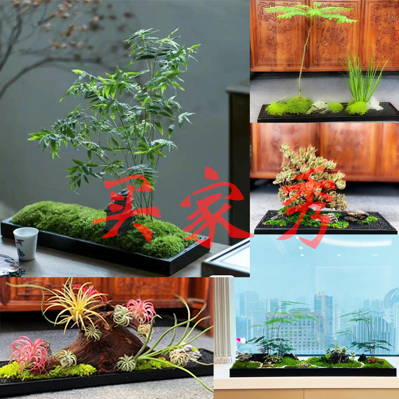 Bonsai styling ideas using long black stone landscape trays