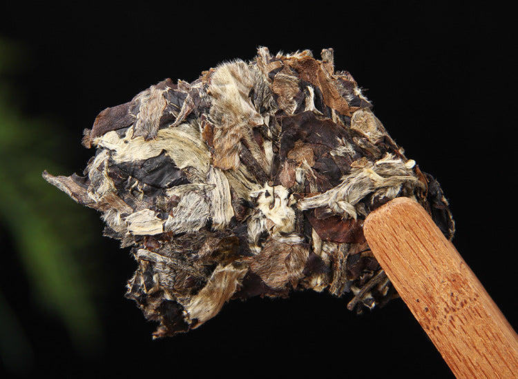 Loose piece broken from 2022 Yunnan Moonlight White compressed tea cake 月光白
