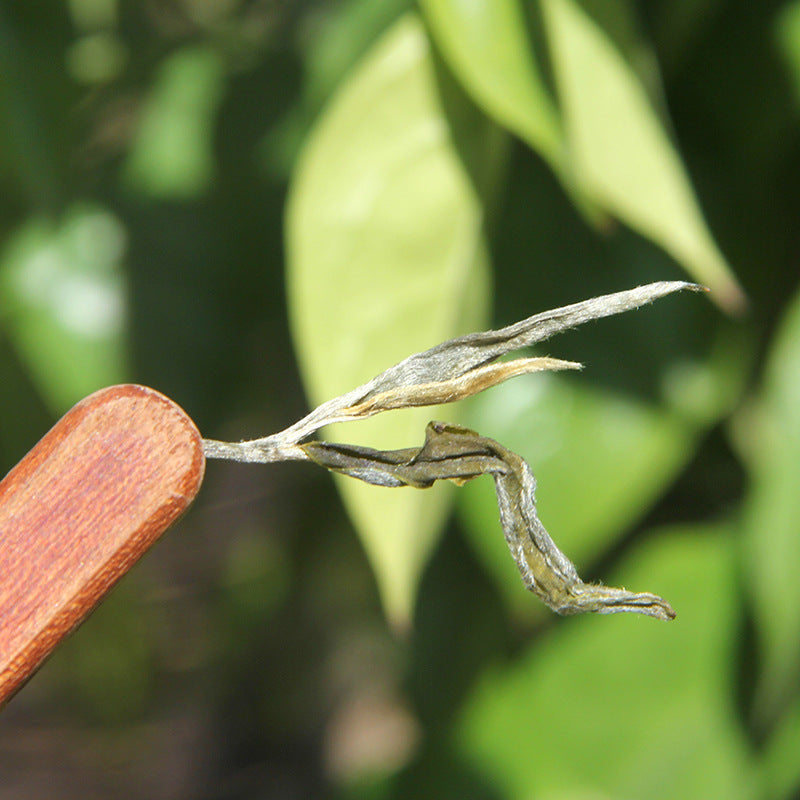 Fenghuangwo raw Pu-erh spring leaf detail