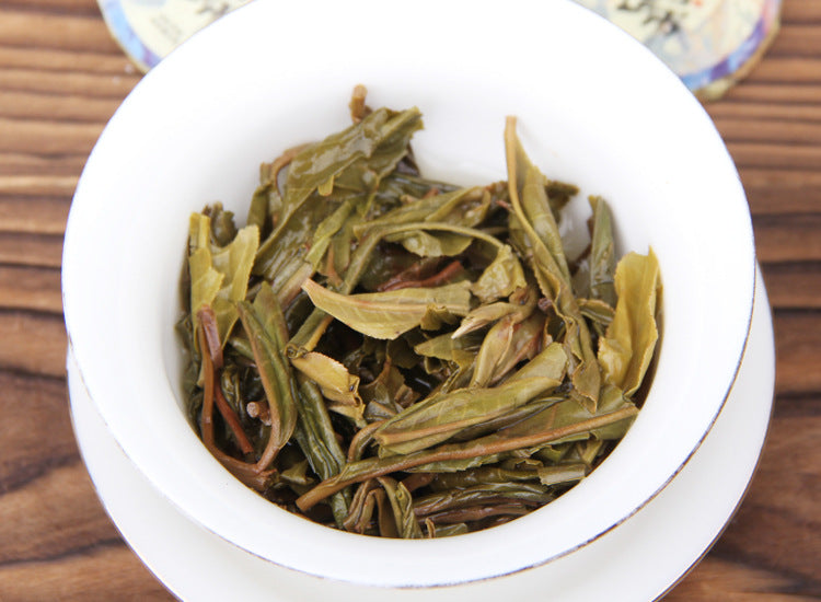Infused leaves from 2023 Xigui raw Pu-erh mini tea cake 昔归普洱生茶叶底