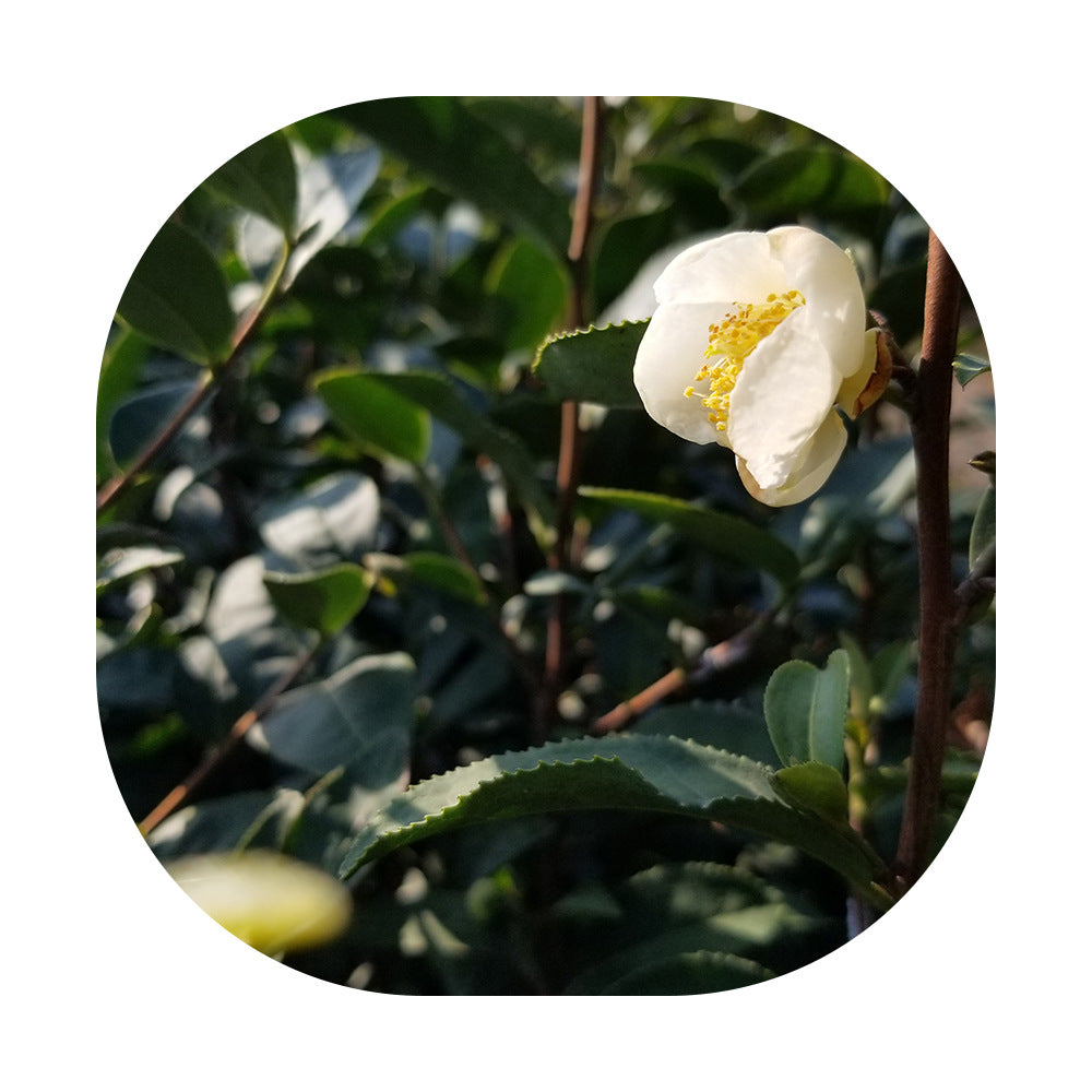 Fresh jasmine flower used for Jasmine Longjing tea